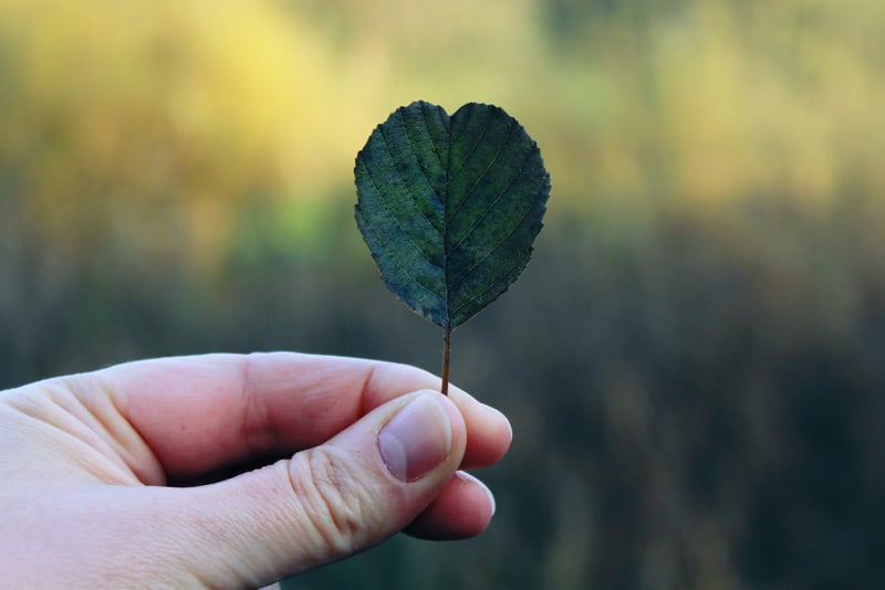 Hand Holding Leaf Outdoors